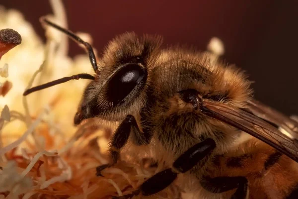 honey bee on a flower with flower pollen on its paws close - up , macro