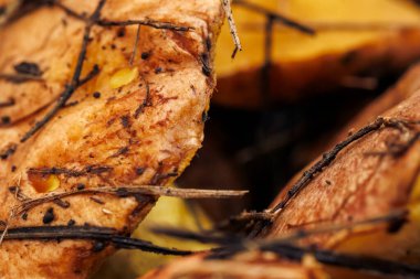 Suillus mushrooms just collected in a coniferous forest close-up