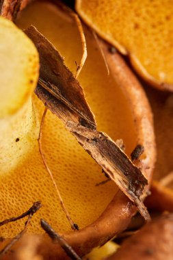 Suillus mushrooms just collected in a coniferous forest close-up