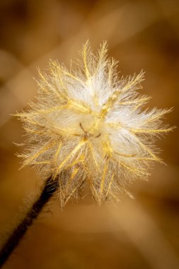 wonderful dry wildflowers in autumn on a clear sunny day