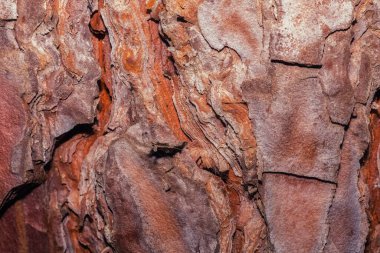 close- up photo of the structure of pine bark , coniferous tree