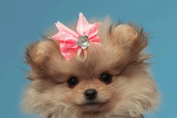 かわいいです小さなポメラニアの子犬の肖像画で明るい茶色の弓 — ストック写真