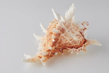 Beyaz arka planda inanılmaz güzel bir deniz kabuğu tasarım için kullanılabilir.