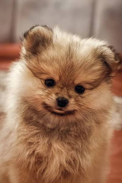Pequeño Perrito Lindo Pomeranian Sienta Una Manta Roja —  Fotos de Stock