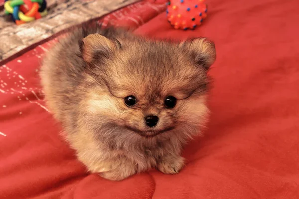 Pequeño Perrito Lindo Pomeranian Sienta Una Manta Roja — Foto de Stock