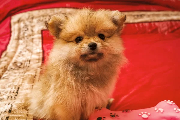 Pequeño Perrito Lindo Pomeranian Sienta Una Manta Roja —  Fotos de Stock