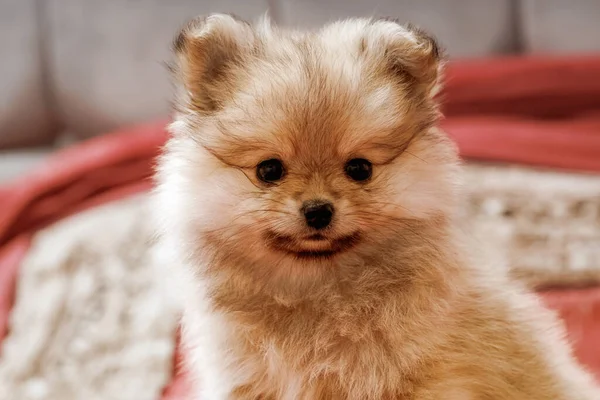 Small Cute Dog Puppy Pomeranian Sits Red Blanket — Stock Photo, Image