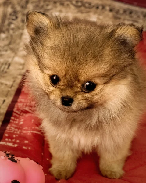 Malé Roztomilé Psí Štěně Pomeranian Sedí Červené Dece — Stock fotografie