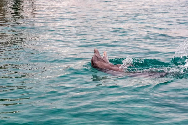 one very cute playful dolphin in clear blue sea water