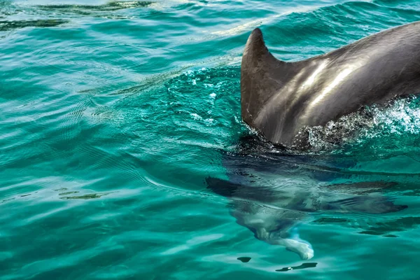 one very cute playful dolphin in clear azure sea water