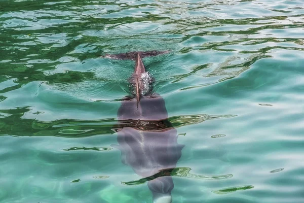 one very cute playful dolphin in clear azure sea water