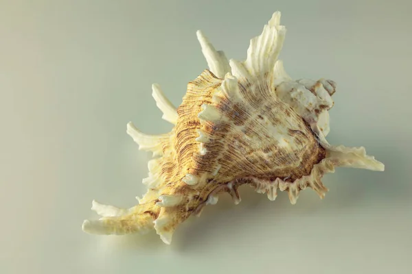 Very Beautiful Seashell Photographed Light Background Close — Stock Photo, Image