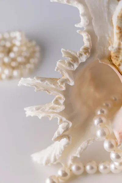 Wunderschöne Frauen Perlen Aus Hellbeigen Perlen Auf Einer Muschel Damenschmuck — Stockfoto