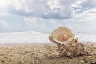 Deniz manzaralı inziva yengeci için güzel bir kabuk boş ev, Akdeniz 'in muhteşem kumlu kıyıları boyunca bir yürüyüş, doğal duvar kağıdı.