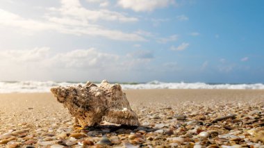 Deniz manzaralı inziva yengeci için güzel bir kabuk boş ev, Akdeniz 'in muhteşem kumlu kıyıları boyunca bir yürüyüş, doğal duvar kağıdı.