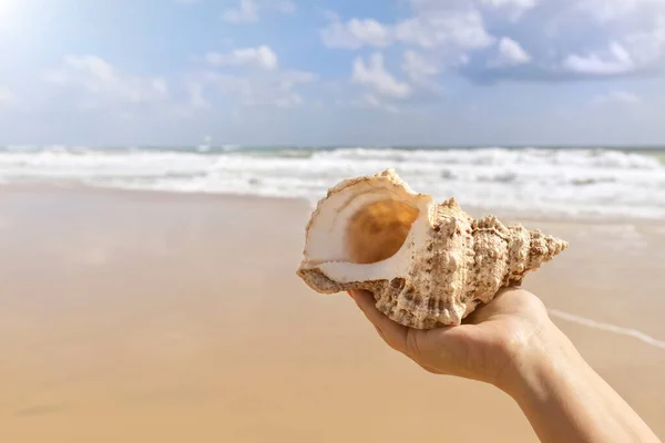 Güzel bir deniz manzarası olan bir kızın elinde güzel bir deniz kabuğu, deniz havasında dinleniyor, Akdeniz 'in altın kumlu sahillerinde yürüyor.