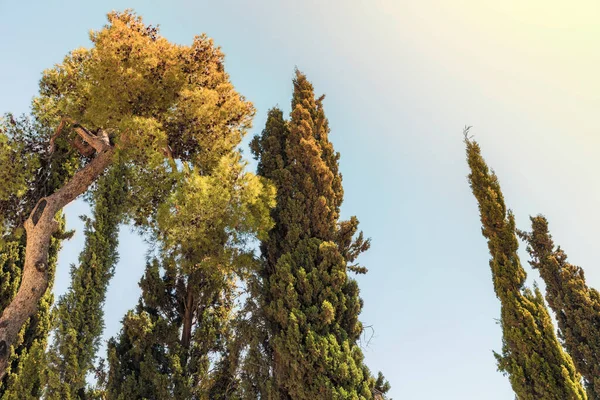 Koruny Jehličnatých Stromů Proti Jasnému Nebi — Stock fotografie