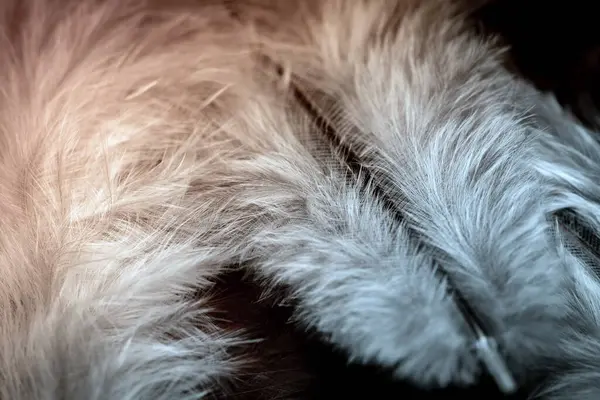 Koyu Arkaplanda Güzel Bir Kuş Tüyü Yakın Mesafeden Fotoğraflanmış Küçük — Stok fotoğraf