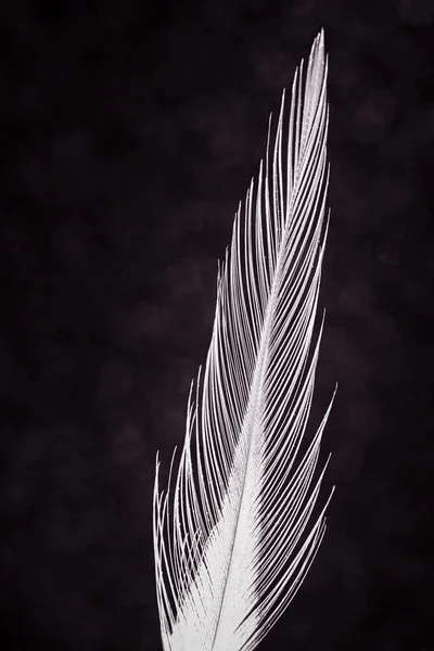 Beautiful Bird Feather Dark Background Photographed Close Range Macro Photography — Stock Photo, Image
