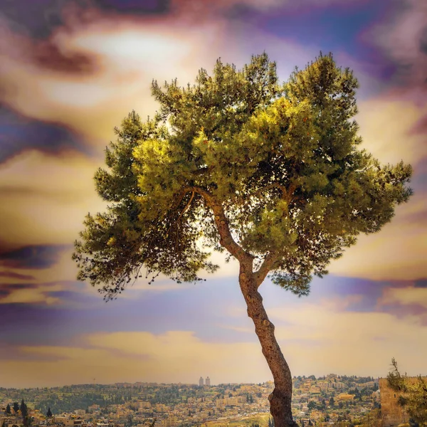 Amazing Coniferous Tree Background Unusual Beautiful Evening Sky City Jerusalem — Stock Photo, Image