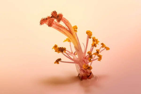 Yumuşak pembe tonlarda yansıyan su damlacıklarıyla bir çiçek kekinin makro fotoğrafı.