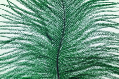 Devekuşu tüyünün alışılmadık dokusu, soyut makro fotoğraf, güzel doğal arka plan boşluğu.