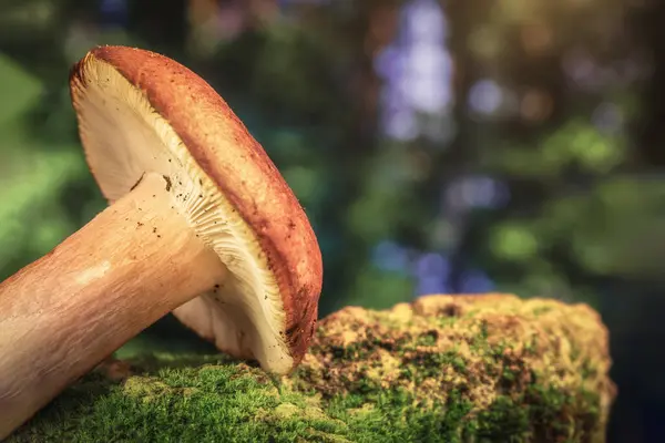 A small Suillus mushroom lies on a stone covered with green moss against a beautiful fairy-tale forest landscape, a beautiful desktop background