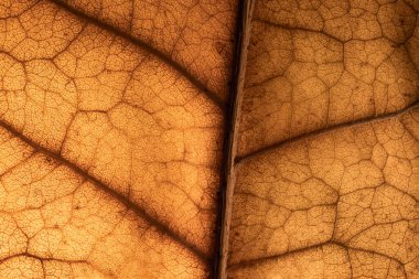 Bir sonbahar kuru ağaç yaprağının makro fotoğrafı, yaprak dokusu yakın plan