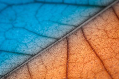 Bir sonbahar kuru ağaç yaprağının makro fotoğrafı, yaprak dokusu yakın plan