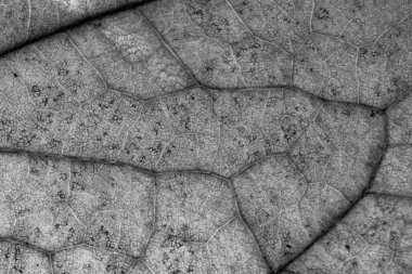 Bir sonbahar kuru ağaç yaprağının makro fotoğrafı, yakın plan yaprak dokusu, siyah beyaz fotoğraf