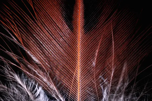 Güzel bir kuş tüyünün makro fotoğrafı, kuş tüylerinin soyut arkaplanı