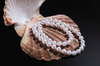 Siyah bir arka planda deniz tarağı kabuğu olan beyaz doğal incilerden yapılmış güzel kadın kolyesi. Kadın mücevheri, güzellik ve moda kavramı.