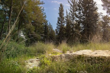 İsrail 'in merkezinde kozalaklı ağaçlar olan güzel bir orman. Sağlıklı tatil kavramı.