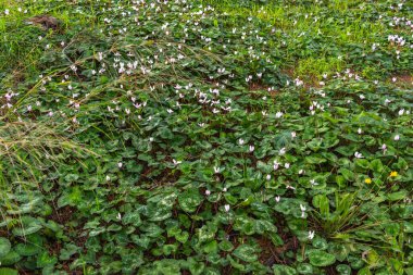 İran siklamenlerinin güzel beyaz çiçekleri, siklamen çiçekleri İsrail 'in merkezindeki bir orman parkında doğal bir ortamda yetişiyor.
