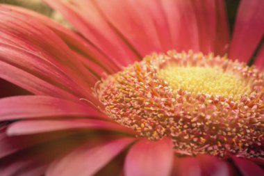 Güzel bir kırmızı gerbera çiçeği, bir açıdan yakından çekilmiş, çiçeğin makro fotoğrafçılık detaylarına özenli bir şekilde odaklanmış.