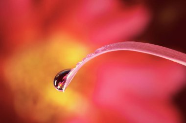 Gerbera 'nın yaprakları üzerinde bir damla su, makro fotoğrafçılık, tasarımın arka planı olarak kullanılabilir.
