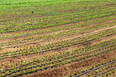 İsrail 'in güneyinde lahana tarlası, organik sebze yetiştirme, tarım kavramı.