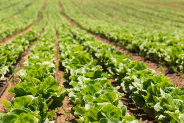 İsrail 'in güneyinde lahana tarlası, organik sebze yetiştirme, tarım kavramı.