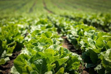 İsrail 'in güneyinde lahana tarlası, organik sebze yetiştirme, tarım kavramı.