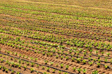 İsrail 'in güneyinde lahana tarlası, organik sebze yetiştirme, tarım kavramı.