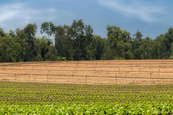 stock image cabbage field in the south of Israel , growing organic vegetables , the concept of agriculture