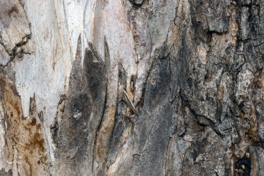 Eski bir kozalaklı ağacın kabuğunun dokusu, doğal bir arka plan.