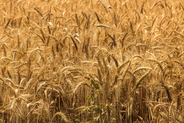 stock image a wonderful golden wheat field on a clear sunny day , growing crops , selective background