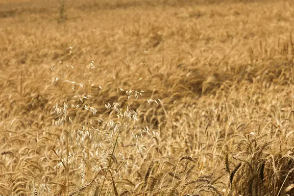 stock image a wonderful golden wheat field on a clear sunny day , growing crops , selective background