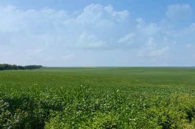 Açık mavi gökyüzünün altındaki uçsuz bucaksız yeşil alanlar muhteşem bir doğal manzara yaratır.