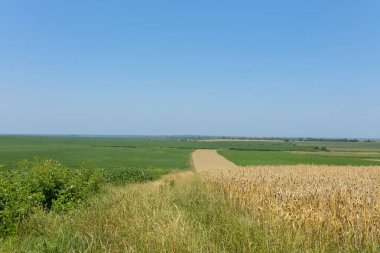 Açık mavi gökyüzünün altındaki uçsuz bucaksız yeşil alanlar muhteşem bir doğal manzara yaratır.