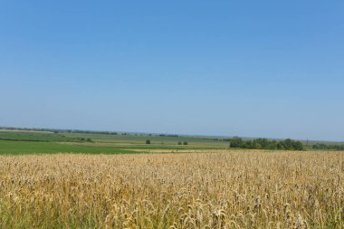 Açık mavi gökyüzünün altında bir buğday tarlası, olgunlaşmış buğday başaklarıyla dolu bir kırsal alan.