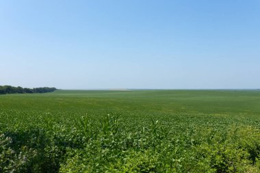 Açık mavi gökyüzünün altındaki uçsuz bucaksız yeşil alanlar muhteşem bir doğal manzara yaratır.