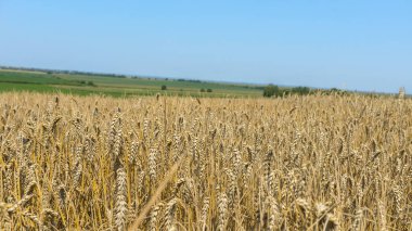 Açık mavi gökyüzünün altında bir buğday tarlası, olgunlaşmış buğday başaklarıyla dolu bir kırsal alan.
