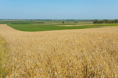 Açık mavi gökyüzünün altında bir buğday tarlası, olgunlaşmış buğday başaklarıyla dolu bir kırsal alan.